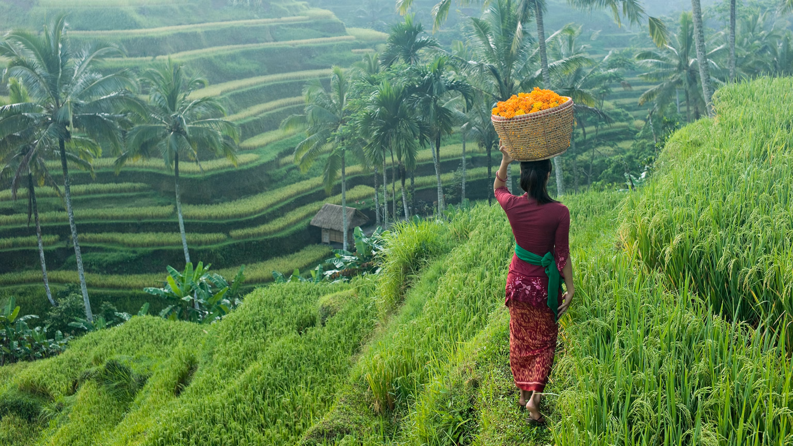 Tegallalang rice terraces near Ubud, a natural Bali filming location a film fixer in Bali secures for a shoot