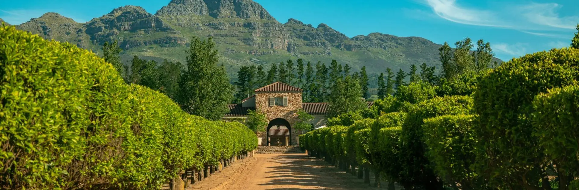 Cape Winelands hero, vineyards under the Hottentots Holland mountains in Stellenbosch